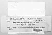 Septoria stachydis image